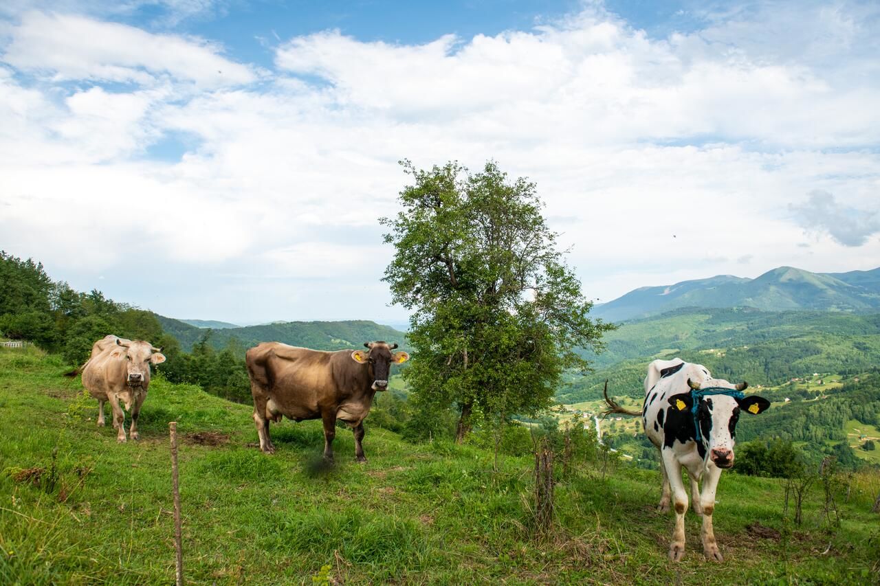 Апартаменты AgroV Rooms Мойковац