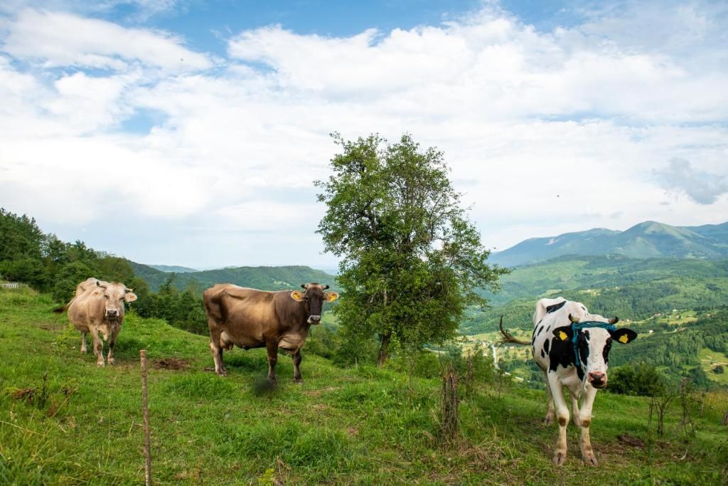 Апартаменты AgroV Rooms Мойковац