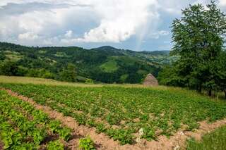 Апартаменты AgroV Rooms Мойковац Дом с 1 спальней-15