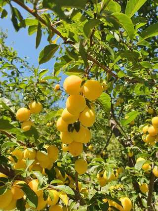 Апартаменты AgroV Rooms Мойковац Дом с 1 спальней-16