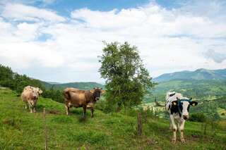 Апартаменты AgroV Rooms Мойковац Апартаменты с видом на горы-36