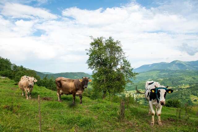 Апартаменты AgroV Rooms Мойковац-22