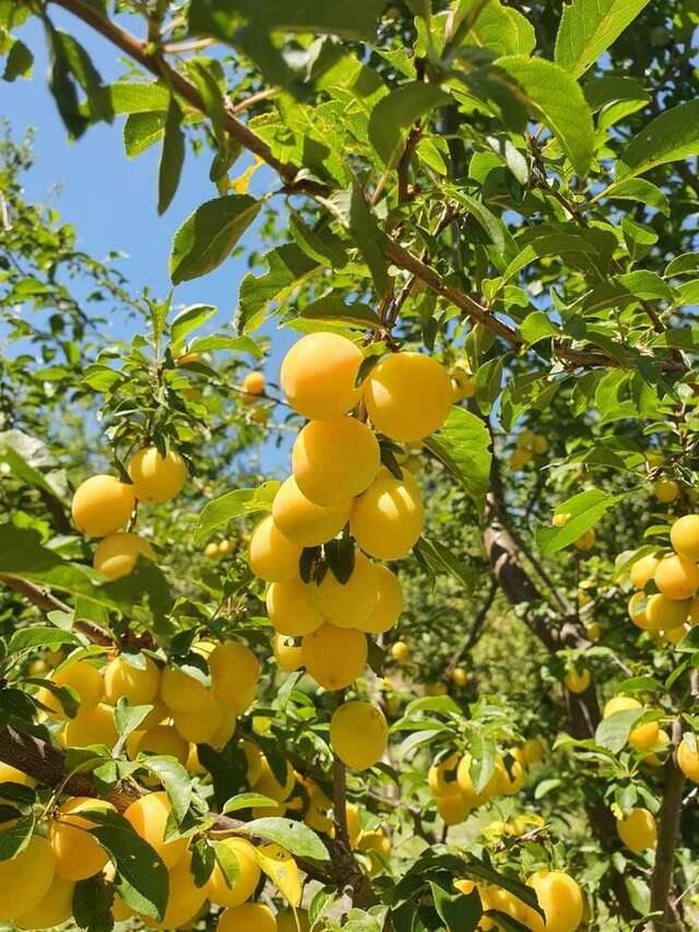 Апартаменты AgroV Rooms Мойковац-26