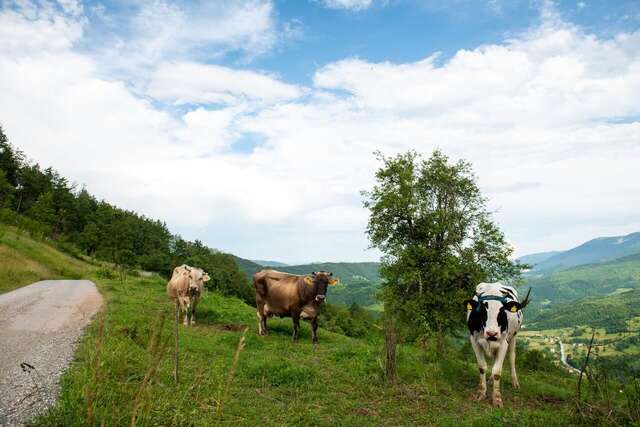 Апартаменты AgroV Rooms Мойковац-28