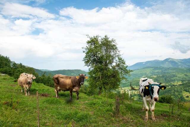 Апартаменты AgroV Rooms Мойковац-51